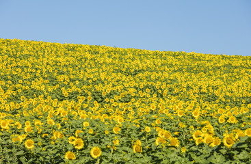 sunflowers field under the sky