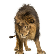 Fototapeta premium Lion standing, looking down, Panthera Leo, 10 years old, isolate