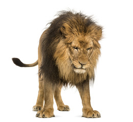 Fototapeta na wymiar Lion standing, looking down, Panthera Leo, 10 years old, isolate