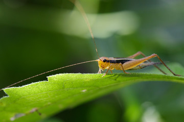 Image of swordtail cricket (Trigonidiidae) on green leaves. Insect Animal