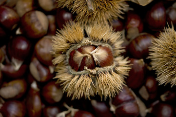 chestnut in a shell