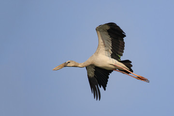 Image of an Asian openbill stork(Anastomus oscitans) flying in the sky. Bird, Wild Animals.