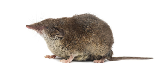 White-toothed shrew, isolated on white