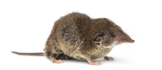 Obraz premium White-toothed shrew, isolated on white