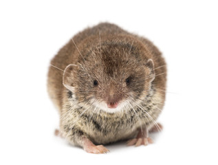 Front view of a White-toothed shrew, isolated on white