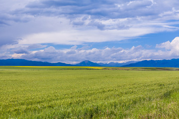 Fototapeta na wymiar wheat field in Xinjiang,China