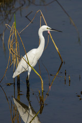 Image of Great Egret(Ardea alba) on the natural background. Heron, White Birds, Animal.