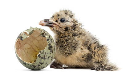 New-born Gull or Seagull with hatched egg, 6 hours, isolated on