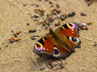 Fototapeta na wymiar A beautiful multicolored butterfly 