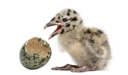 Gull or Seagull with hatched egg, 2 days, isolated on white