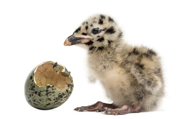 Gull or Seagull with hatched egg, 2 days, isolated on white