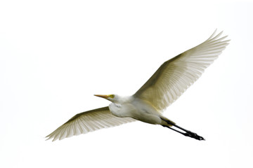 Image of Eastern Cattle egret (Bubulcus coromandus) flying on whitel background. Bird, Wild Animals.