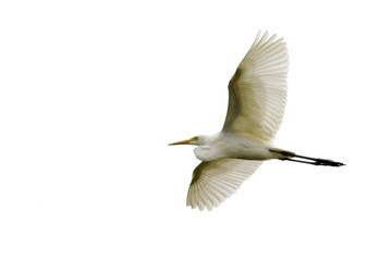 Image of Eastern Cattle egret (Bubulcus coromandus) flying on whitel background. Bird, Wild Animals.