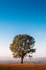 Lone tree on Mount Wakakusa, Nara, Japan