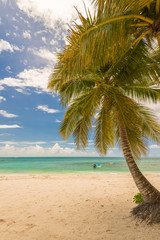 Fototapeta na wymiar resort beach palm tree sea