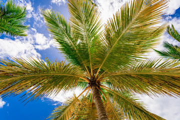 Fototapeta na wymiar palm tree sky background