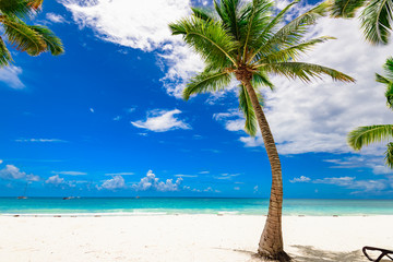 resort beach palm tree sea