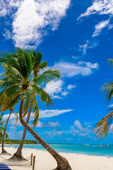 Fototapeta na wymiar resort beach palm tree sea