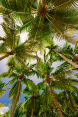 Fototapeta na wymiar palm tree sky background