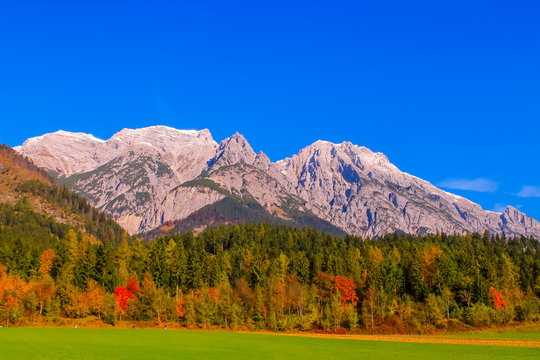Feuriger Ahorn im Herbst