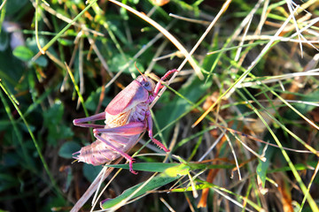 pink grasshopper in the green grass