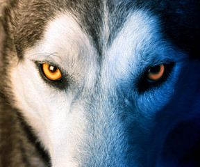 Obraz premium Mistyczny urok wilka