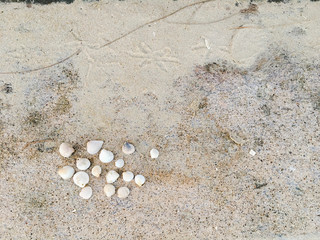 sea sand shells