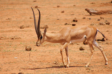 Antelope on grazing in Africa