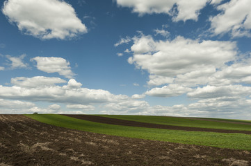 Fototapeta na wymiar Agricultural field and clouds/Wallpaper image with an agricultural field and white clouds on a blue sky in the Olt grassland in south Romania.