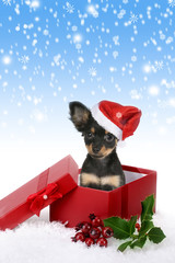 new year dog puppy breed Russian toy decorative background snow snowflakes little black cute red box santa claus cap