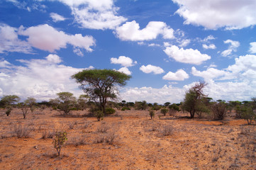 Fototapeta na wymiar Africa typical landscape