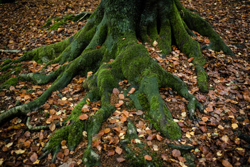 Wald