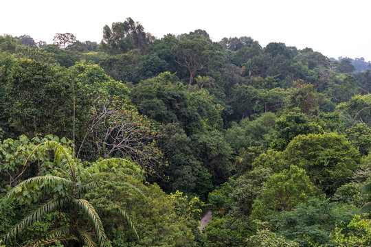 View of a dense tropical forest.
