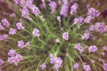 Obraz premium Lavender bushes closeup. Top view.