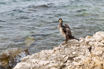Great Cormorant Bird in Istria, Croatia