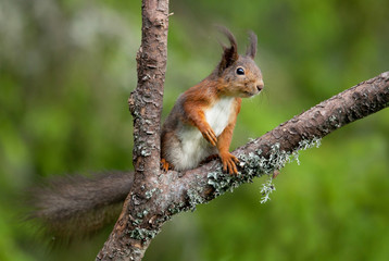 Naklejka na ściany i meble Red squirrel (Sciurus vulgaris).