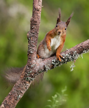 Red squirrel (Sciurus vulgaris).