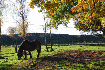 Grazing horse in a colorful landscape