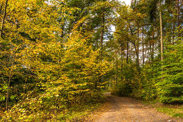 Rural road in the forest, nature in autumn, landscape