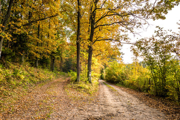Golden forest in autumn, scenic landscape with path between autumnal vibrant colors of nature at fall