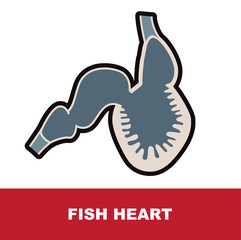 fish schematic heart anatomy vector illustration 