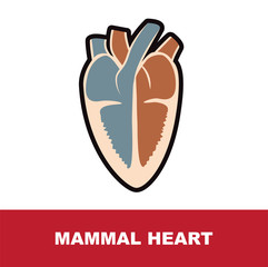 mammal schematic heart anatomy vector illustration 