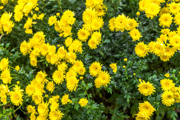 Background with autumn flowers, bouquet of yellow chrysanthemum