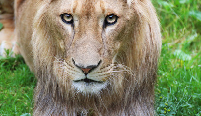 Young lion male