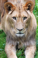 Obraz na płótnie Canvas Young lion male
