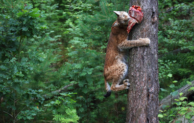 Lynx with its prey