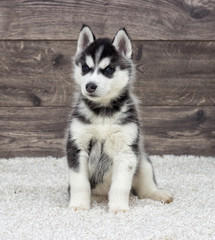 Husky puppy looks at the wooden background