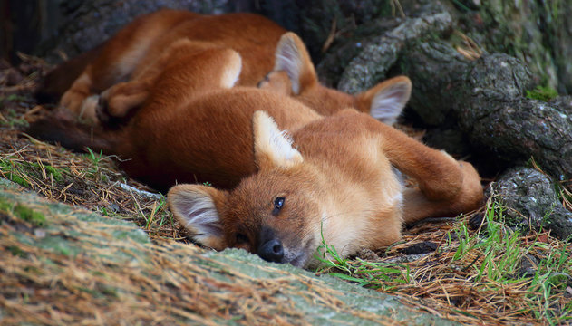 Dhole puppy