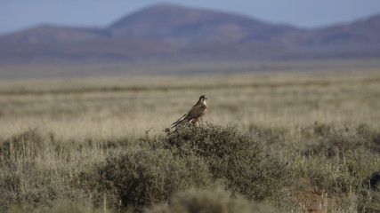 Brown Falcon (Falco berigora)