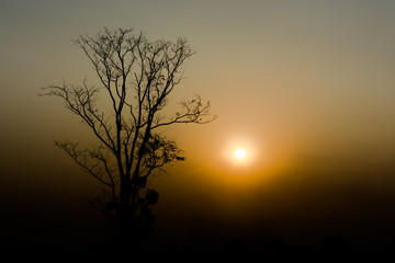  a silhouette of a bare tree against a hazy, orange sunset.